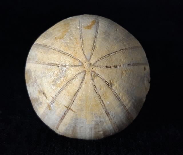 Holectypus depressus (LESKE 1778) - Bild © FossNet FossilienStore
